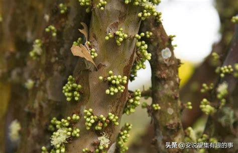 樹幹開花